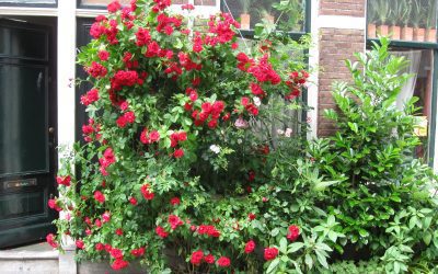 Tegel eruit, plant erin
