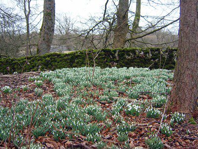 Bloembollen Sneeuwklokjes onder bomen